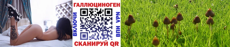 Псилоцибиновые грибы Psilocybe  Купить  Красноперекопск 